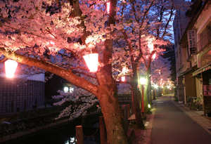 木屋町通りの桜並木